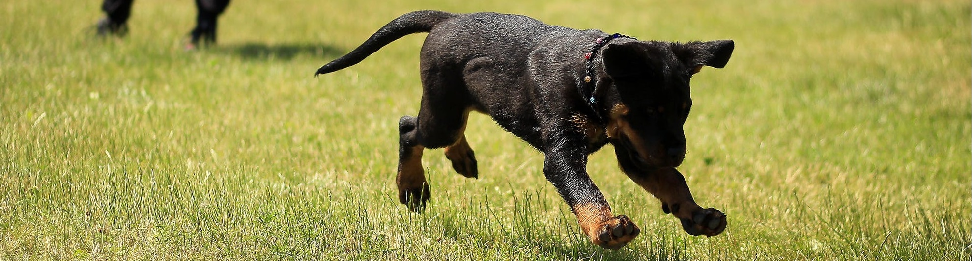 Image of dog running.